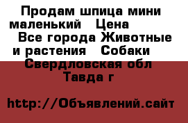 Продам шпица мини маленький › Цена ­ 15 000 - Все города Животные и растения » Собаки   . Свердловская обл.,Тавда г.